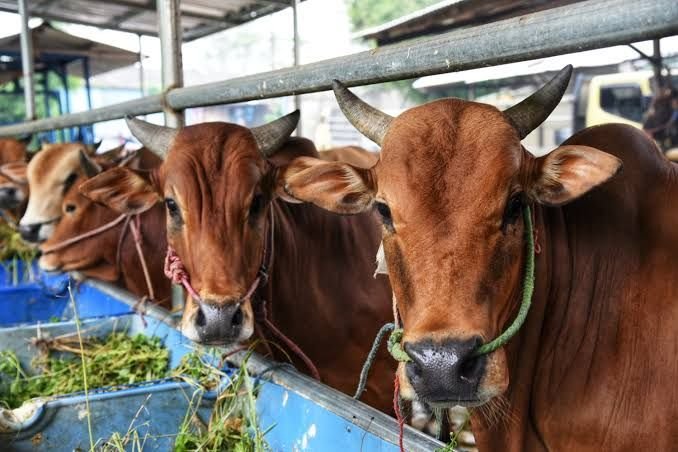 Unit Peternakan Sapi
